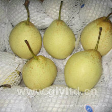 Fresh New Crop Pear